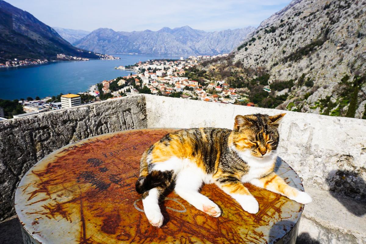 Kotki w Czarnogórze mają piękne widoki.