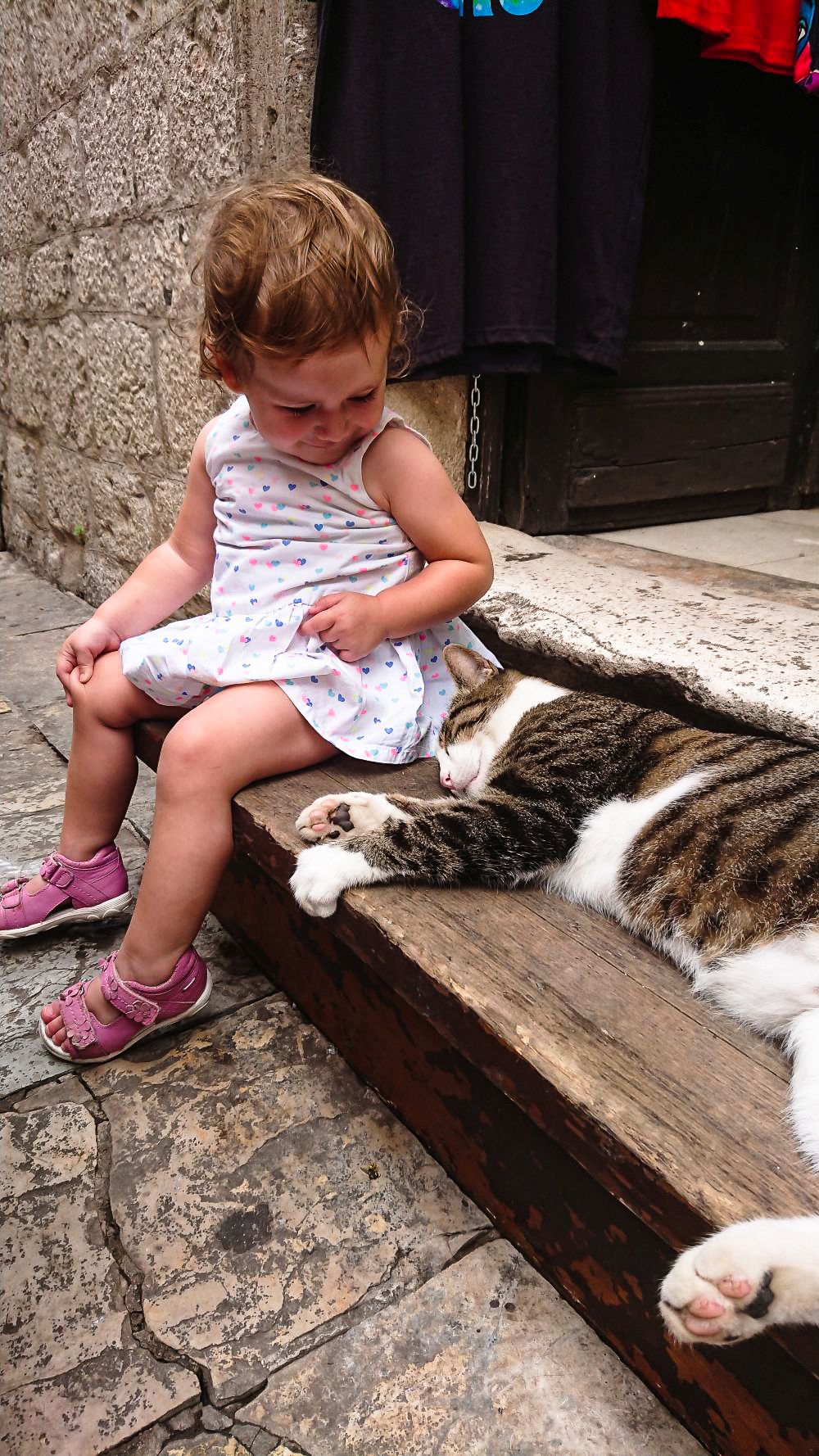Koty w Kotorze to wielka atrakcja dla dzieci... i nie tylko... 