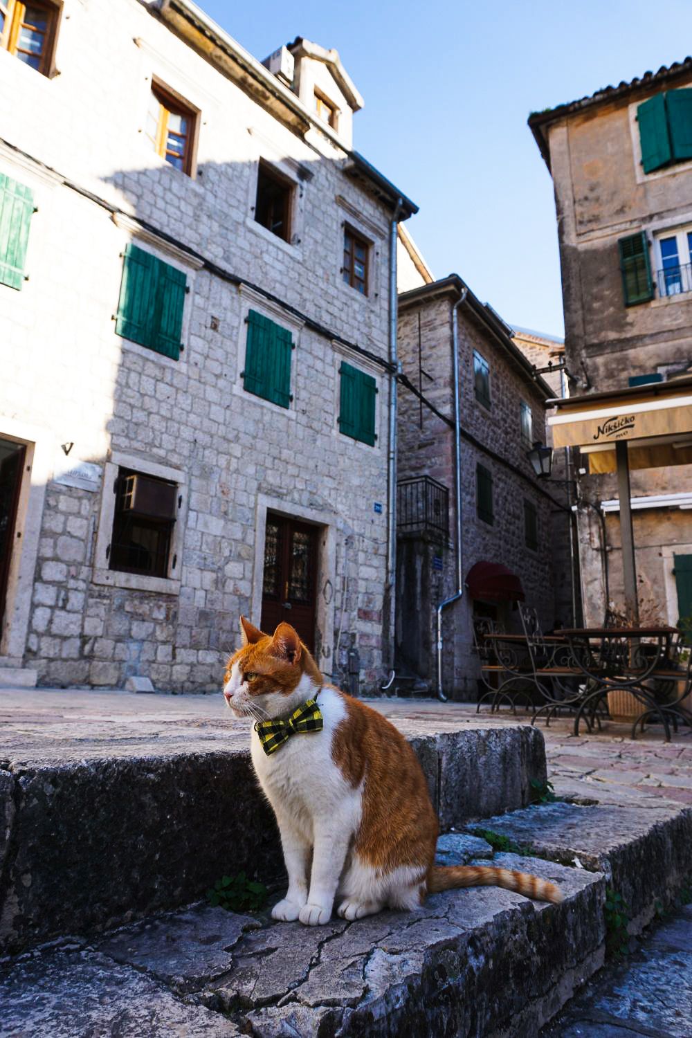 Koci gentelman sprawdzał się w roli przewodnika po Kotorze.