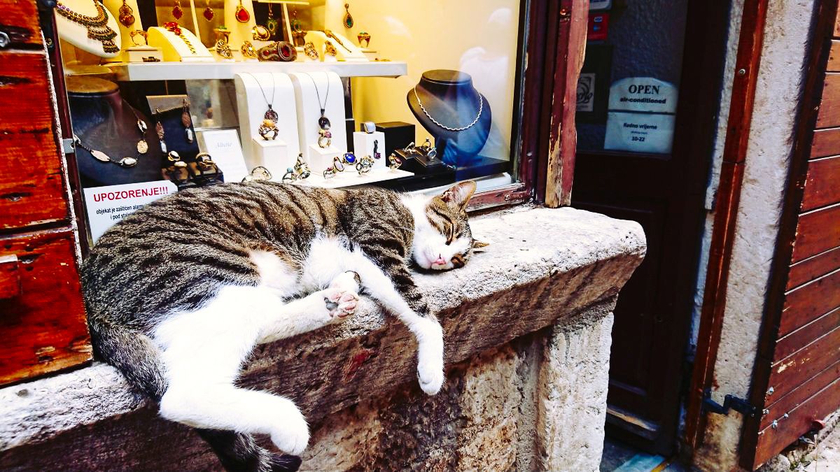 Bardzo zapracowane są te kotki w Kotorze.