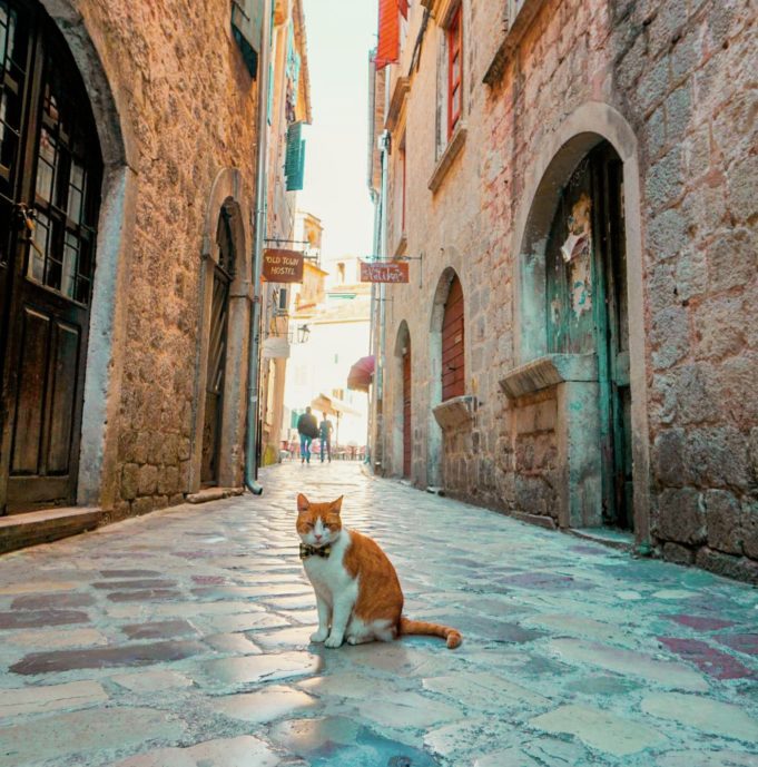 Największy koci gentelman w Kotorze.